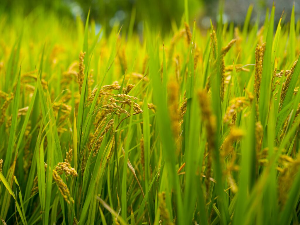 お米